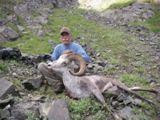 stone sheep