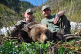 grizzly bear